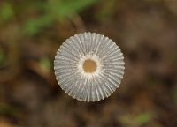 Coprinus plicatilis_DxOweb